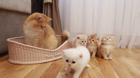 Akai the cat meets his little siblings