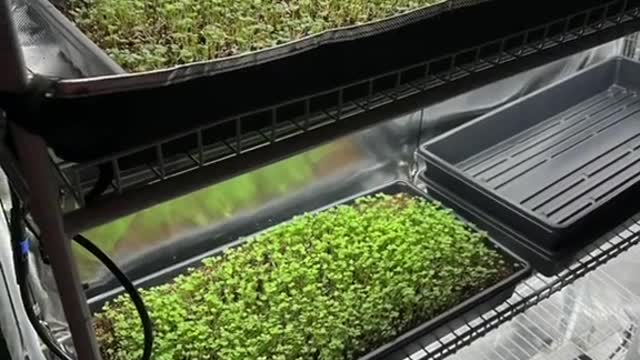 Microgreens under HLG beams