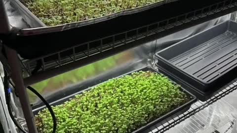 Microgreens under HLG beams