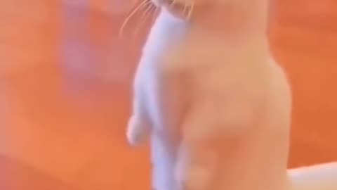 Kucing lucu