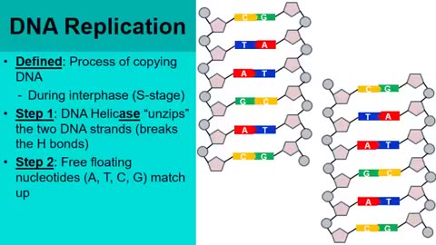 Presentation Deoxyribonucleic acid (DNA) and How Easy It Is....