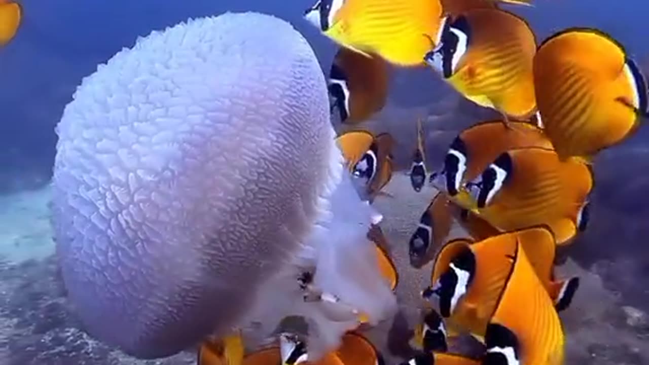 Reare fishes