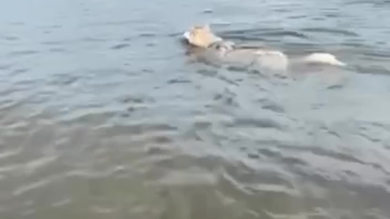 Funniest Animals | Funny Dog Swimming in the River | Funny Animals Video