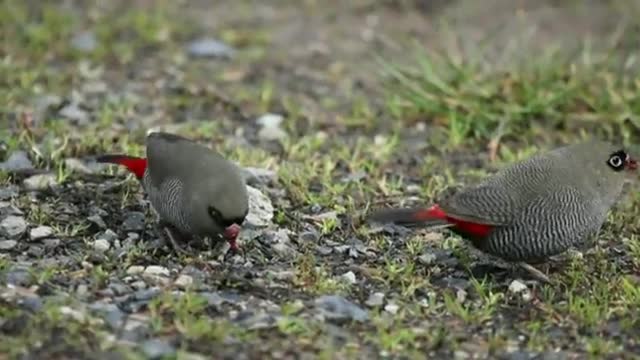 Beautiful firetail || Stagonopleura bella