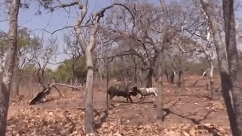 Hunting Dog Combat Montage