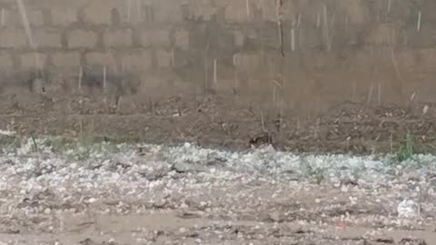 Dangerous hailstorm