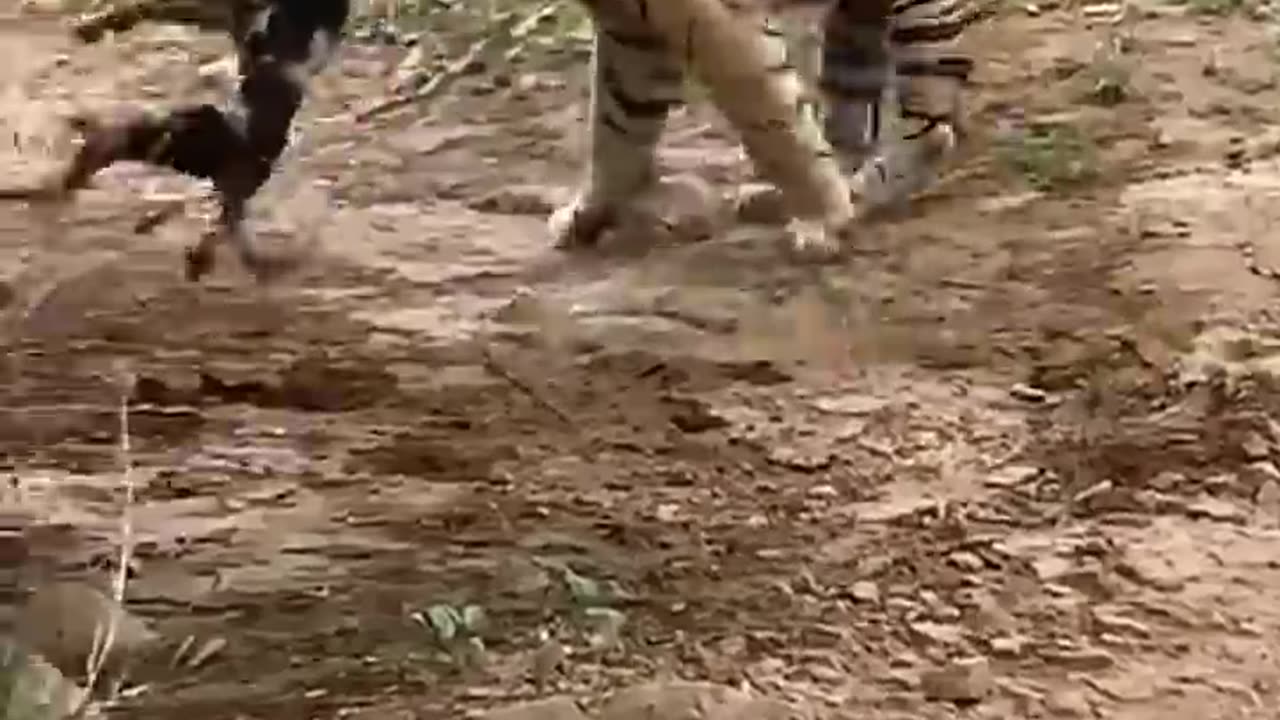 kaise attack kiya sher ne kutte ke uupar