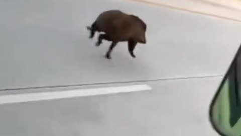 pigs enter the highway and compete with cars for speed