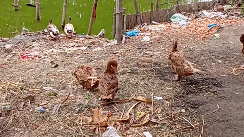 The joy of ducks on the banks of the pond.