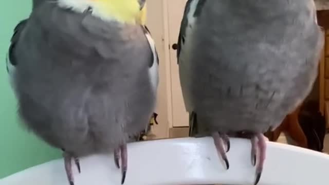 Cute sleepy cockatiels