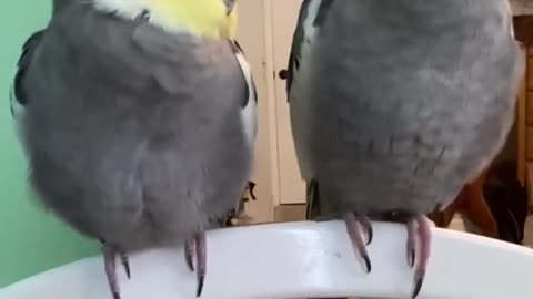 Cute sleepy cockatiels