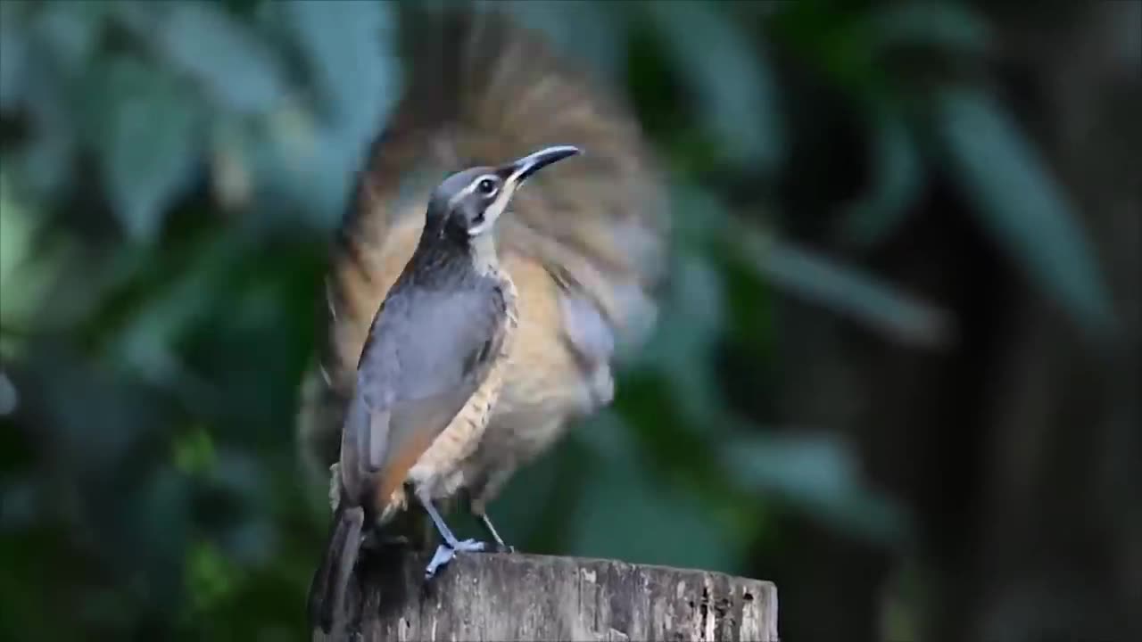 The funniest animals