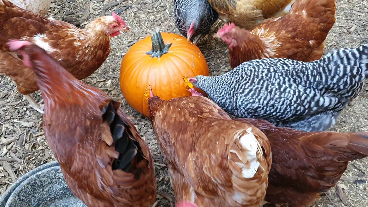 Chicken Carving A Pumpkin