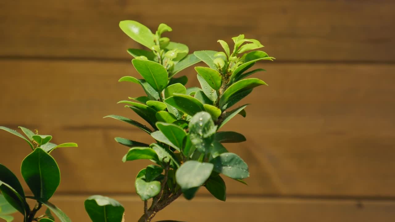 My 4 months old Bonsai nano tank - has the bonsai survived?