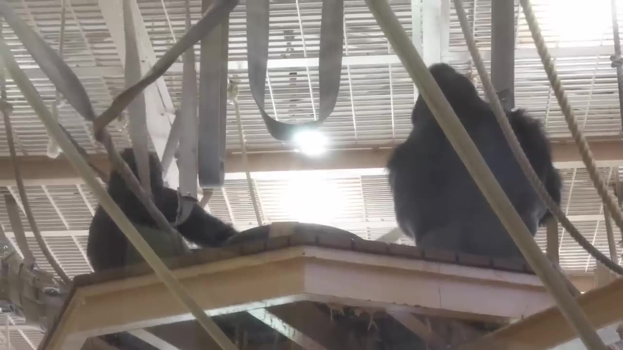 funny animal excited gorilla