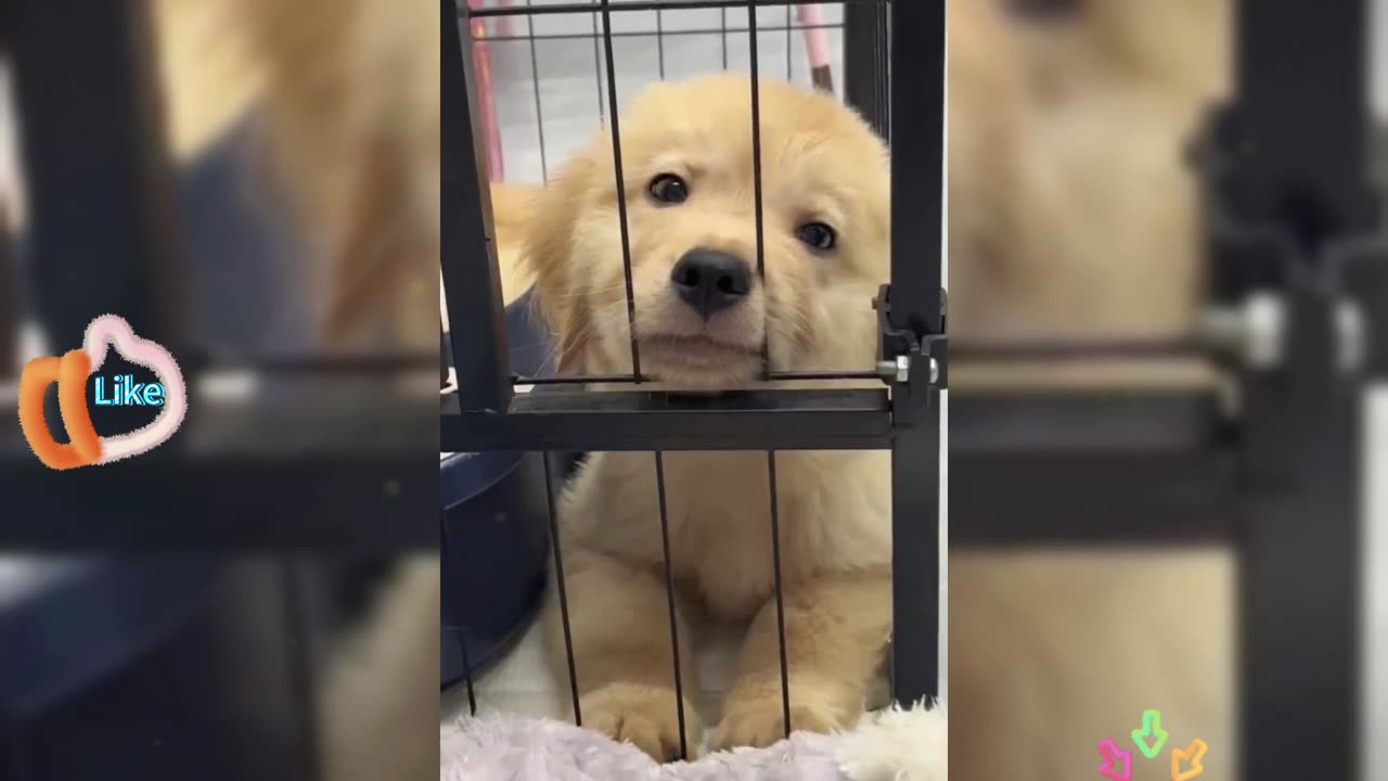 Find a friend to turn into a puppy and play with you