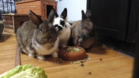 Rabbit Pet Cute Animal Dwarf Rabbit Dinner Hare