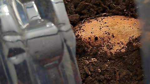 Sweet Potato Vine Update - Grow Your Own Groceries
