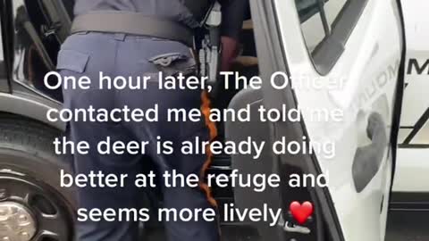 cops find baby deer on the road