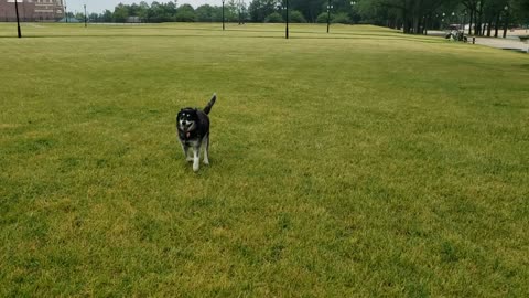 Sasha Running in Olive Park