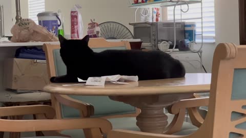 Adopting a Cat from a Shelter Vlog - Cute Precious Piper is a Cooling Off Long Lounging Kitty