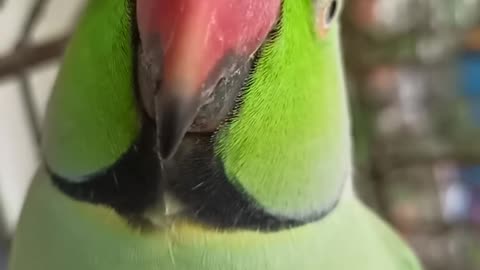 Cute parrot moments @1