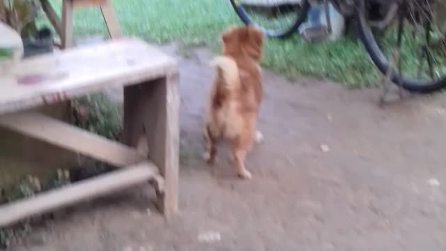 My stupid dog 😂