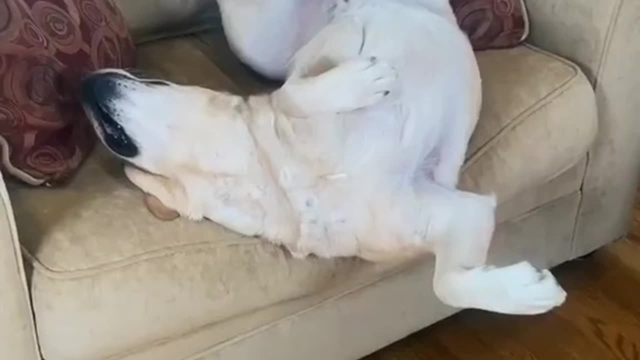 Notice your dog can sleep anywhere- Look at that