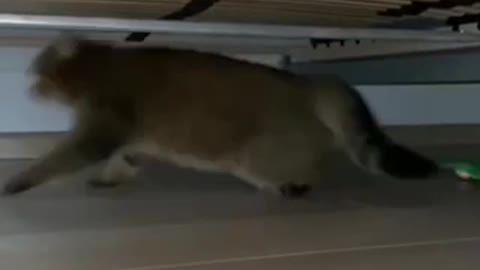 The cat 😭😂omg