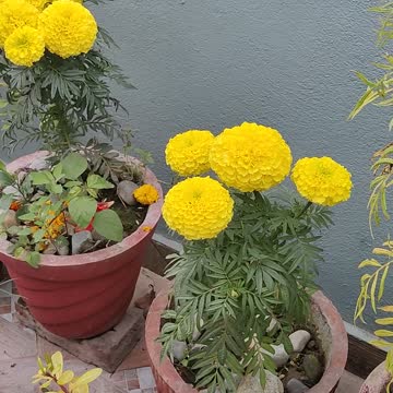 My flower garden 💐🏡