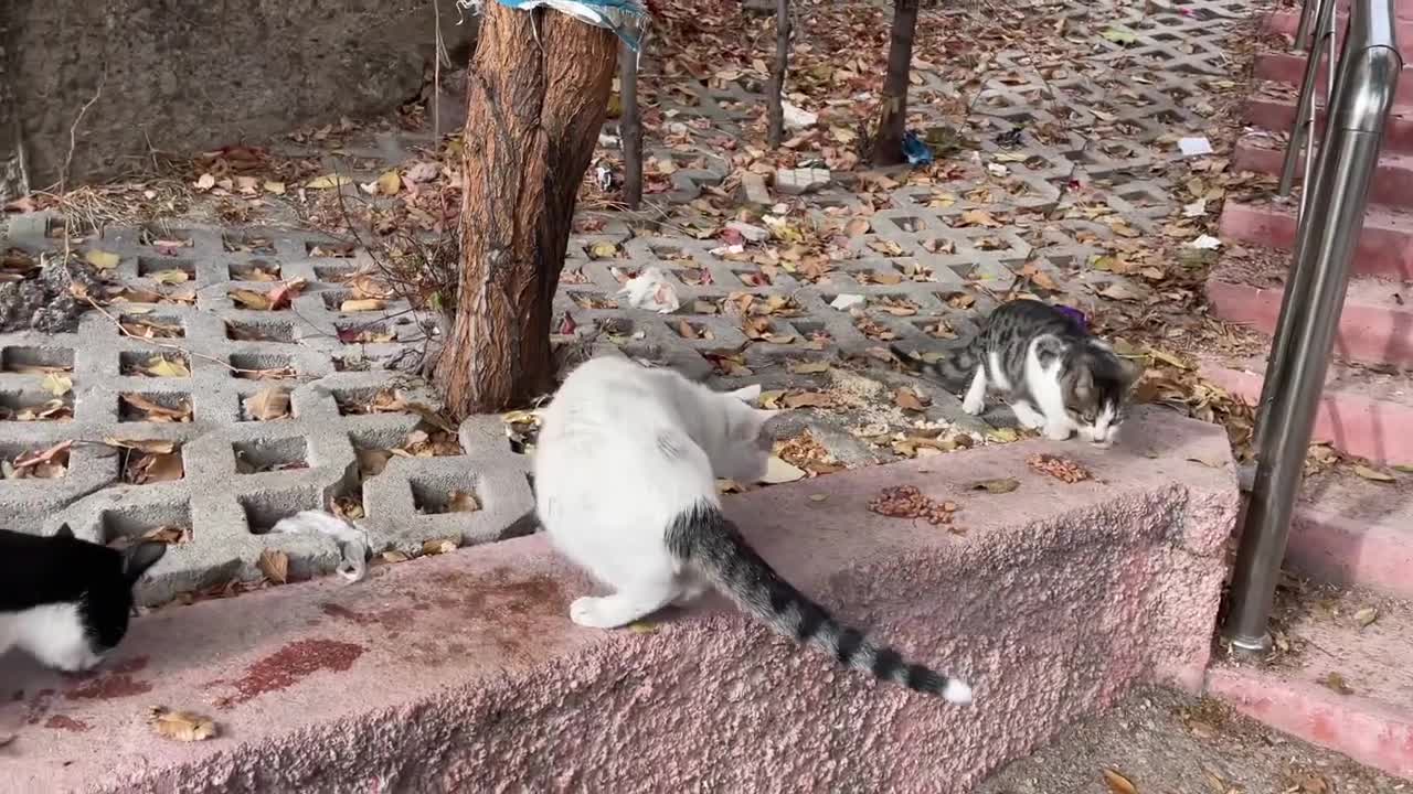 These sweet stray cats are very friendly