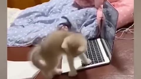 Funny vidéos animals