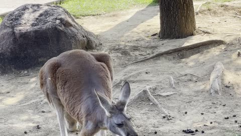 Capturing Kangaroos: A Blogger’s Journey into Wildlife Filmmaking