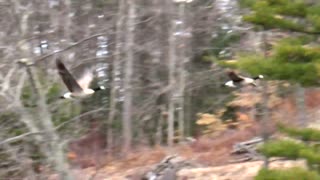 Canada Geese Taking Off