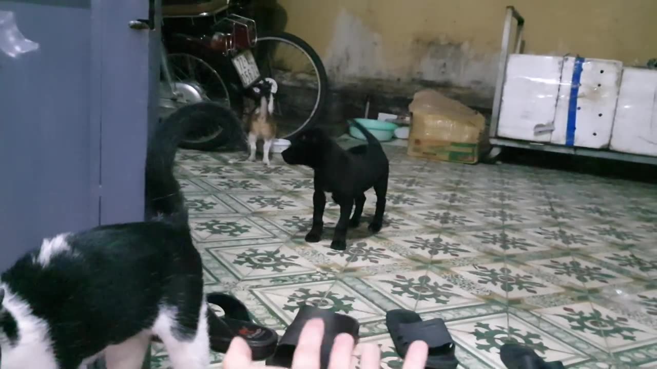 Sharing My Cute Pets Cat and Puppy Dog Funny Moment Viral Cat