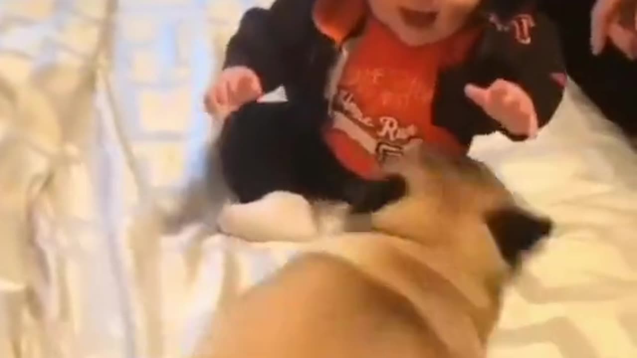 So cute dog kid baby paying