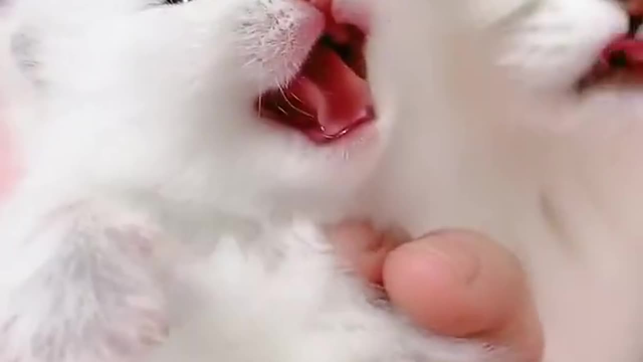 Cute cat videos||so cute cat videos funny 🤣, 😍 love cat videos