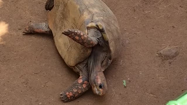 Dude Helps Stuck Tortoise at the Zoo