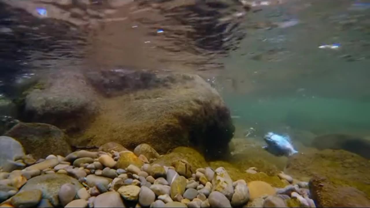 Subhan allah Allah Teri kudrat 🌹🥀/TikTok viral video 🥀☺️