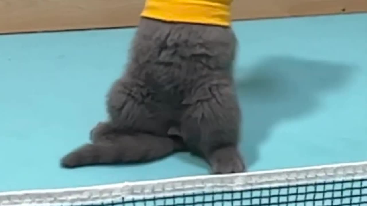 Kitty playing volley ball!!!