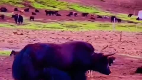 A cow that big is a mighty beast