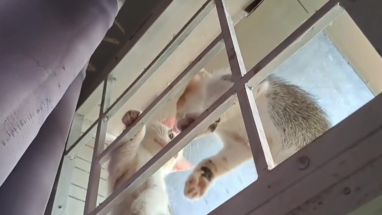 adorable kittens climbing the window grills