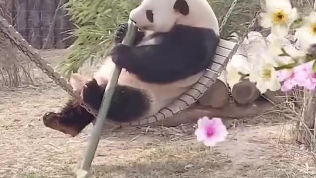 panda