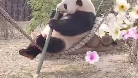 panda