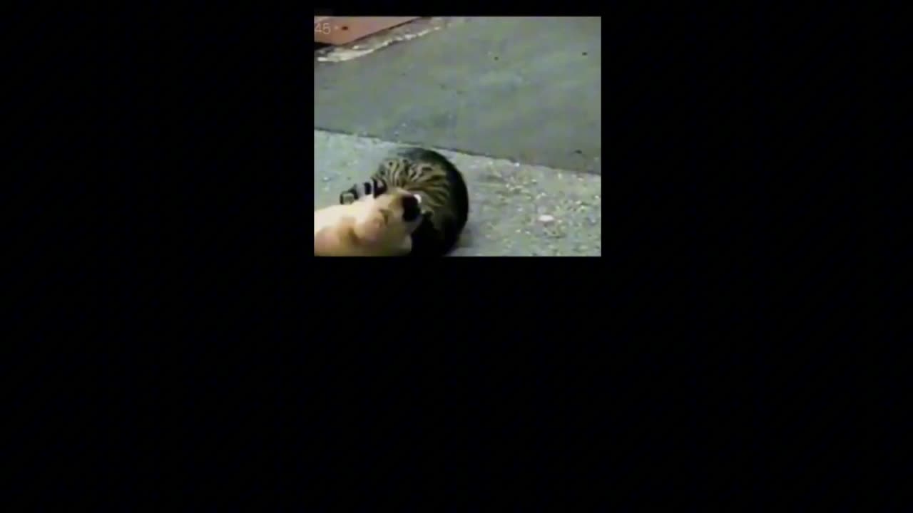 Funniest Animals 2023 !2024 ! Funniest Cat and Dog Videos