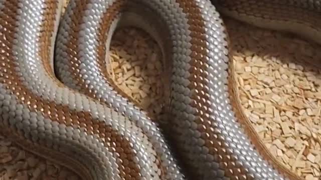 snake Short video - Rosy Boas
