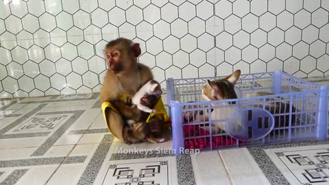 Mother cat run cry to follow Monkey take her baby from Monkey Ross