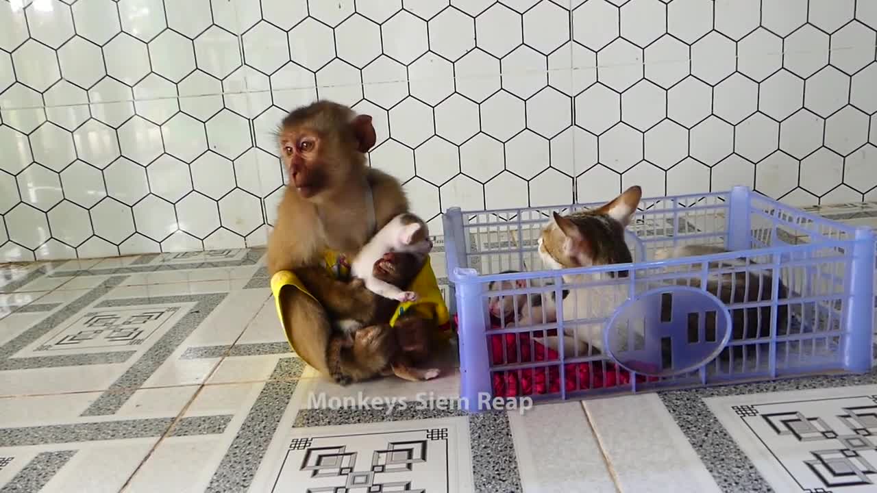 Mother cat run cry to follow Monkey take her baby from Monkey Ross