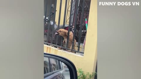 Funniest Animals Video - Funny Dogs And Cats - Try Not To Laugh Animals