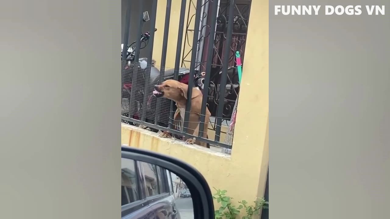 Funniest Animals Video - Funny Dogs And Cats - Try Not To Laugh Animals